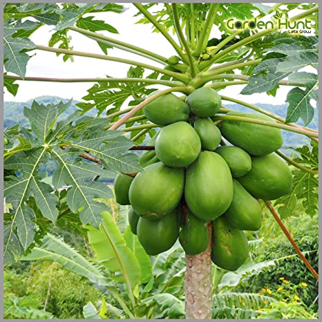 Thingfanghma in Hmar literally means a 'tree cucumber'. It is one of the popular items grown in Hmar Hills. It is also used by farmers to feed the pigs.