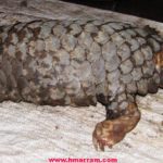 A large number of 'saphu' or pangolin are found in the forest of Hmar Hills along the Manipur-Mizoram border. However, their numbers have gone down drastically over the last one decade as the mammals are hunted for their scales by the villagers. This endangered animal could soon become extinct in the region if the government and animal rights activists fail to create an awareness along with action on the ground to save them.